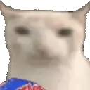 cat eating chips